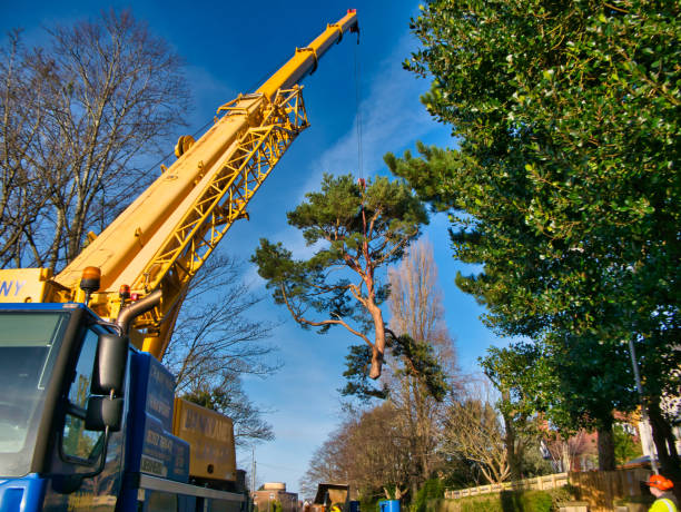 Tree Service Crane Operation