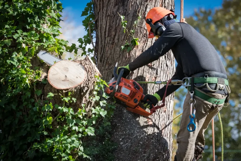professional tree cutting