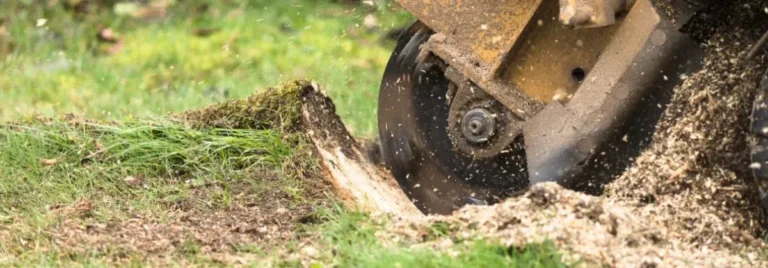 Stump grinding in progress.