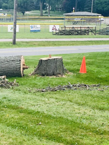 The image shows a recently cut tree in a grassy area next to a road and a baseball field. The large stump remains upright in the center, with a section of the trunk lying horizontally on the grass to its left. Small branches and debris are scattered across the lawn. To the right of the stump, a single orange traffic cone stands as a safety marker. In the background, there is a paved road, followed by a baseball field with a yellow fence, bleachers, and a small dugout or utility building. Trees and some houses are visible in the far distance under an overcast sky.