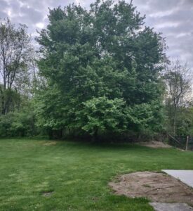 An outdoor, eye-level shot shows a large, leafy tree with a rounded canopy of bright green leaves standing in a grassy field under a cloudy, overcast sky. The tree is the focal point, its branches reaching upwards and outwards, casting a soft shadow on the lush green grass below. To the left and right, smaller trees and dense shrubs form a natural border, while a small patch of dirt and a corner of a concrete slab are visible in the foreground. The overall atmosphere is quiet and serene, with the muted light of the cloudy day enhancing the vibrant greens of the foliage.